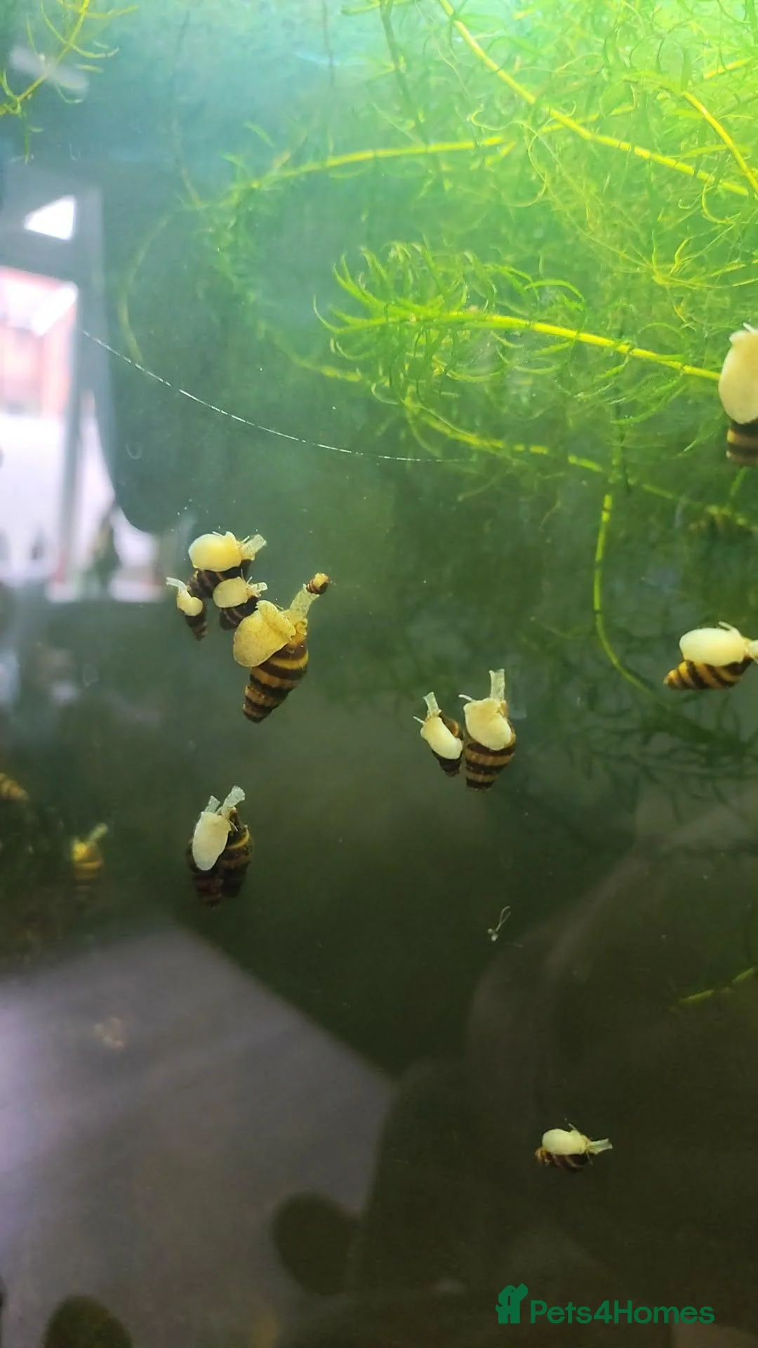 Snails fish for sale: assassin snails in Walsall - Advert 2