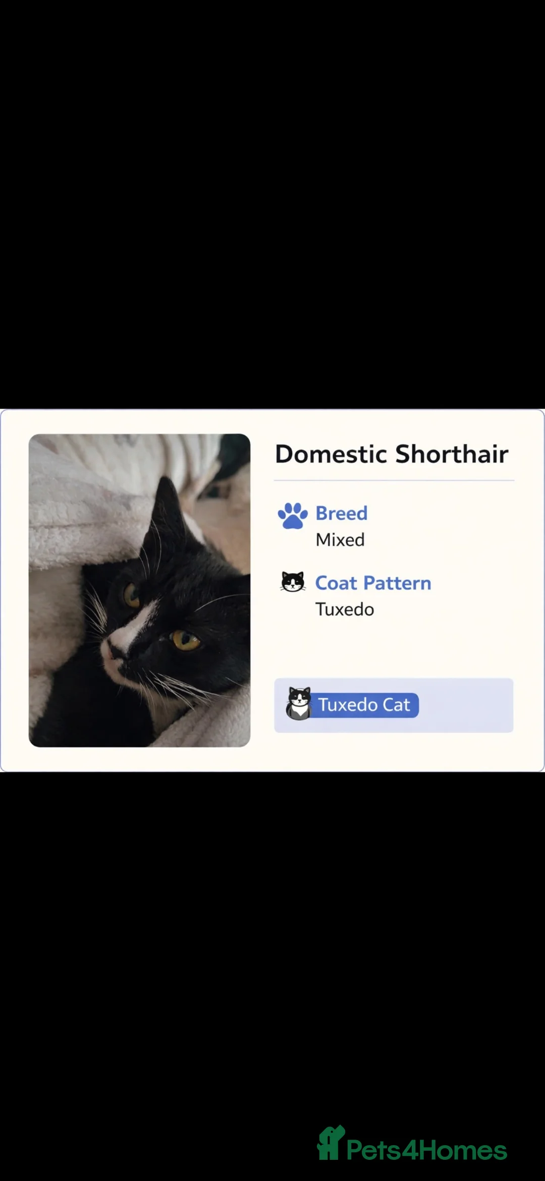 Mixed Breed cats for sale: Mixed breed kittens  in Rotherham - Advert 2