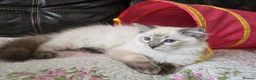 Ragdoll cats for sale: REDUCED Gorgeous seal tabby male Ragdoll kittens  - Advert 20