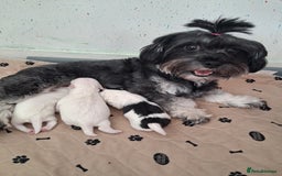 Mixed Breed dogs for sale: Beautiful Maltipoo Puppies 💙 - Image 9