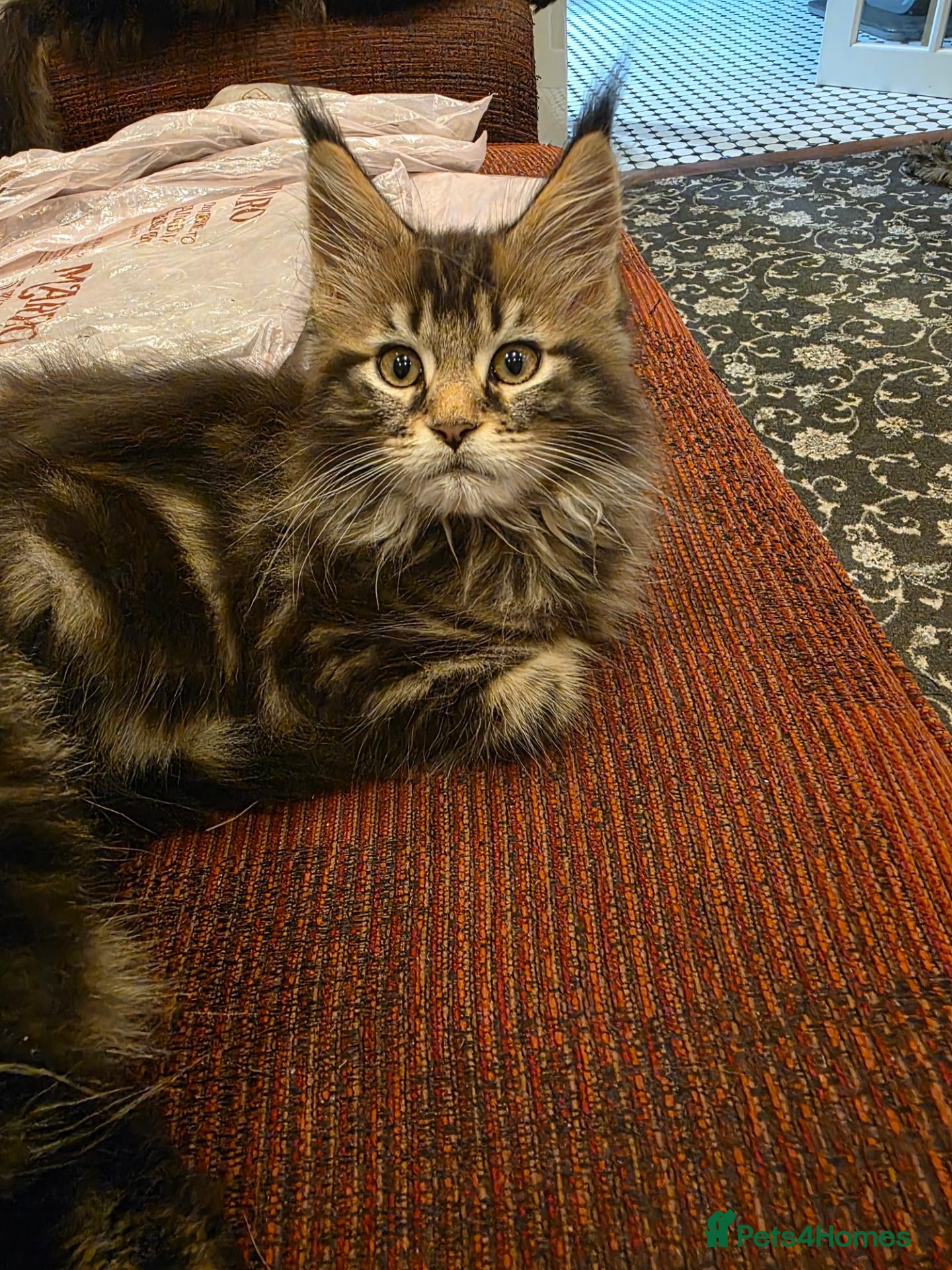Maine Coon cats XL stunning maine coon kittens - Advert 2