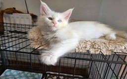 Maine Coon cats for stud: 3 amaizing cats available for stud duties! - Image 13