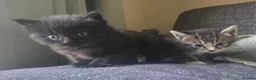 Mixed Breed cats for sale: Super cuddly fluffy little boys 💙🩵 - Advert 5