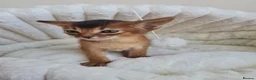 Abyssinian cats for sale: LAST TWO BOYS,champion line Abyssinian kittens🎖 - Advert 29