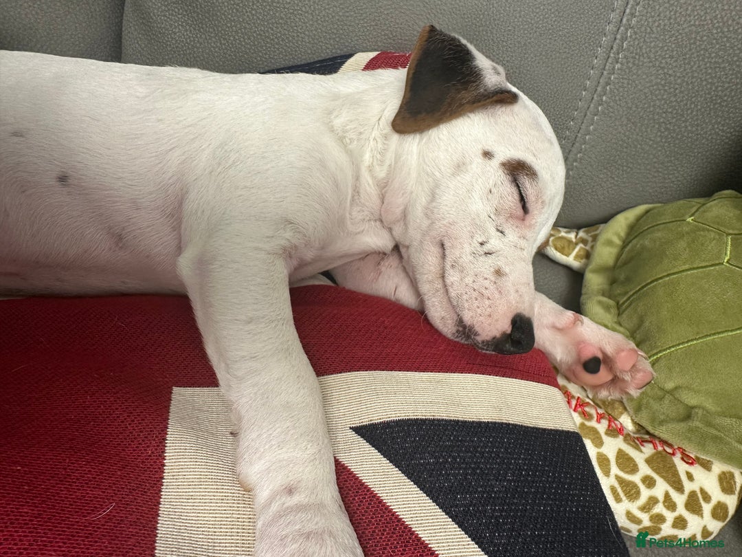 Jack Russell dogs for sale: Jack Russell  - Image 2