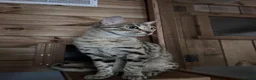 Bengal cats for sale: Stunning Retired Bengal Cats Looking for homes - Advert 12