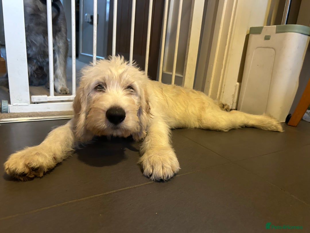 Labradoodle dogs for sale: Gorgeous labradoodle puppy  - Image 2