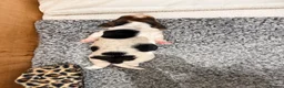 Basset Hound dogs for sale: Basset Hound Puppies - Advert 11