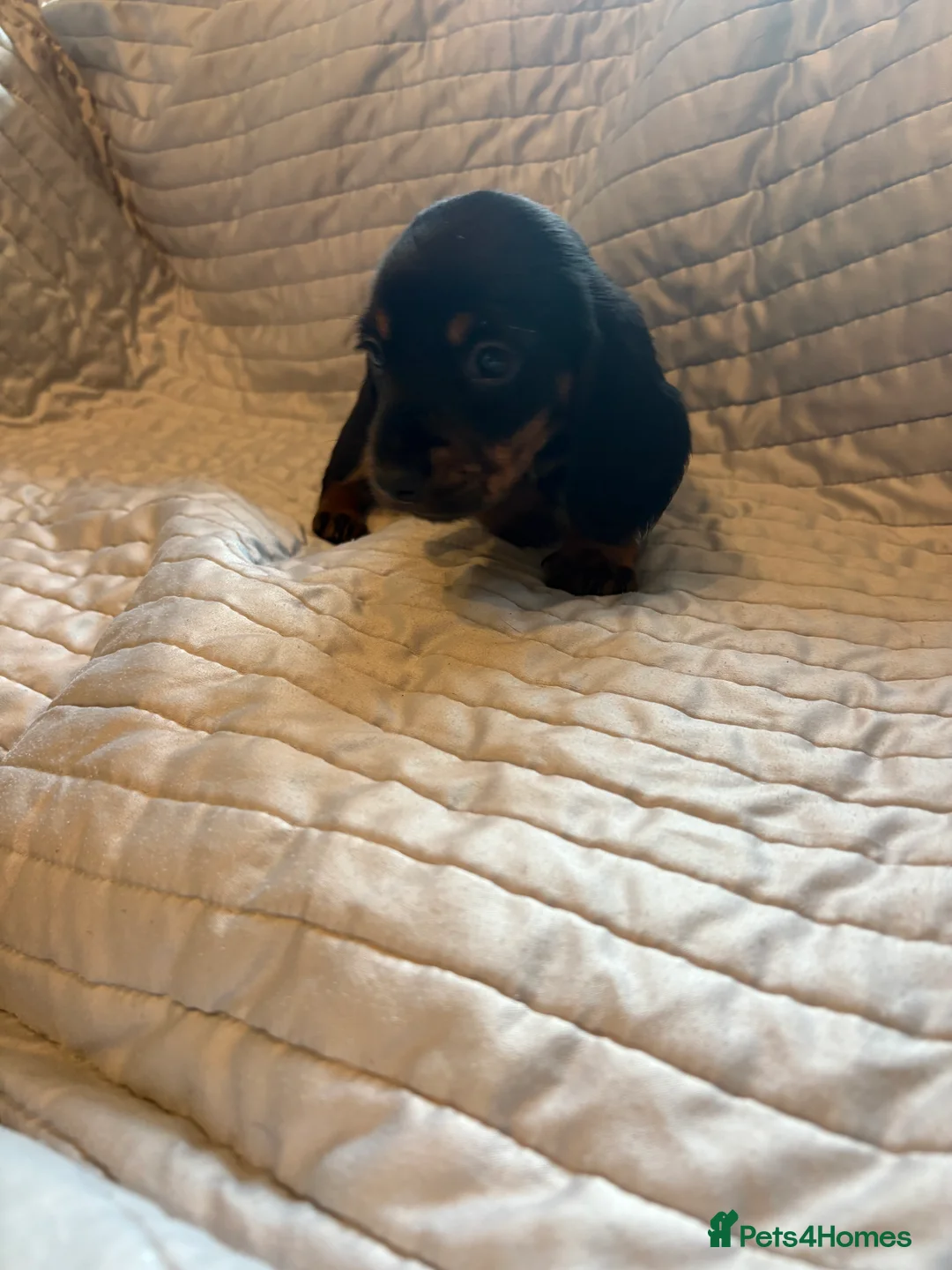 Dachshund dogs for sale: Standard Dachshund puppies for sale  - Advert 16