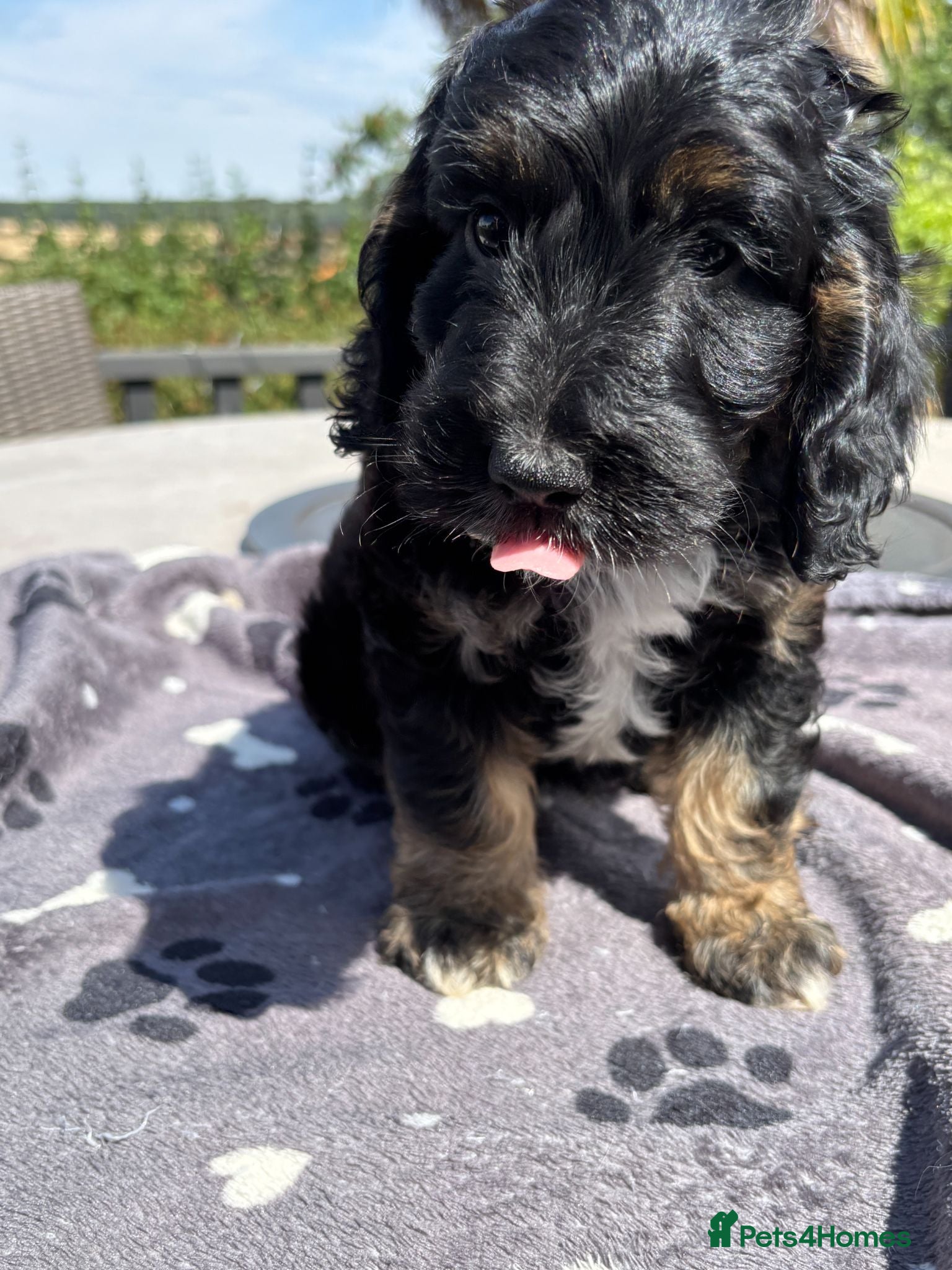 Cockapoo dogs 🐾❤️ Premium F1 Cockapoo Puppies ❤️🐾 - Advert 2