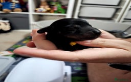 Dachshund dogs for sale: Beautiful Dachshund Puppies - Image 3