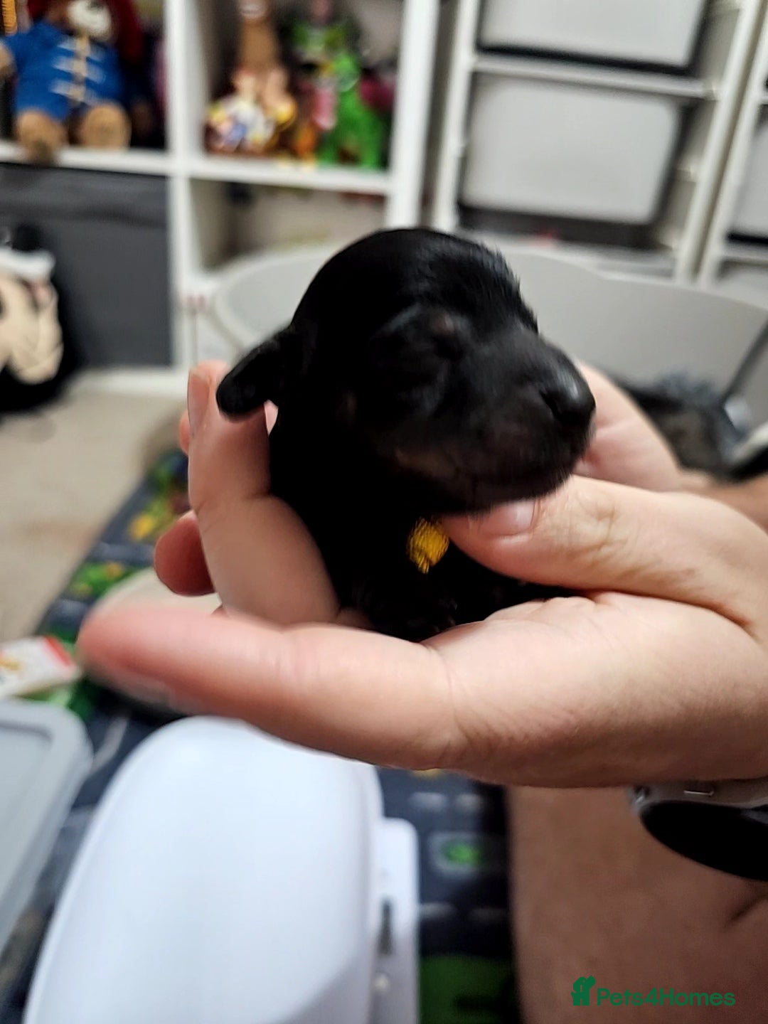 Dachshund dogs for sale: Beautiful Dachshund Puppies - Image 3