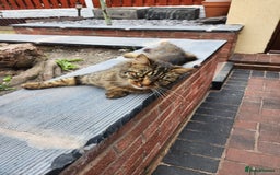 Mixed Breed cats for sale: Half maincoon half moggy mixed breed - Image 3