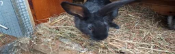 Mixed Breed rabbits for sale: Rabbits black or brown available - Advert 3