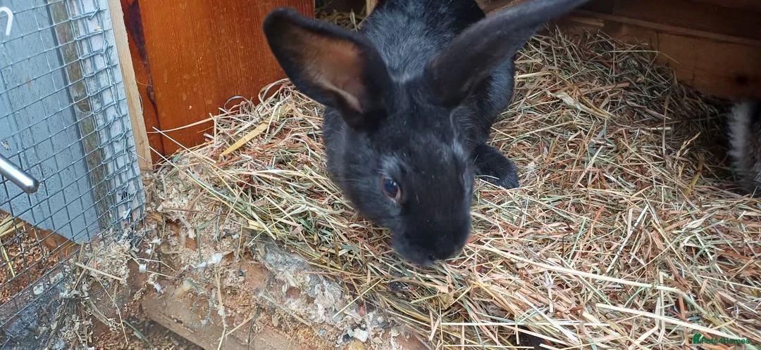 Mixed Breed rabbits for sale: Rabbits black or brown available - Advert 3