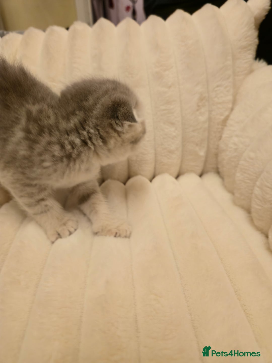 Scottish Fold cats for sale: scottish fold kittens for sale - Advert 15
