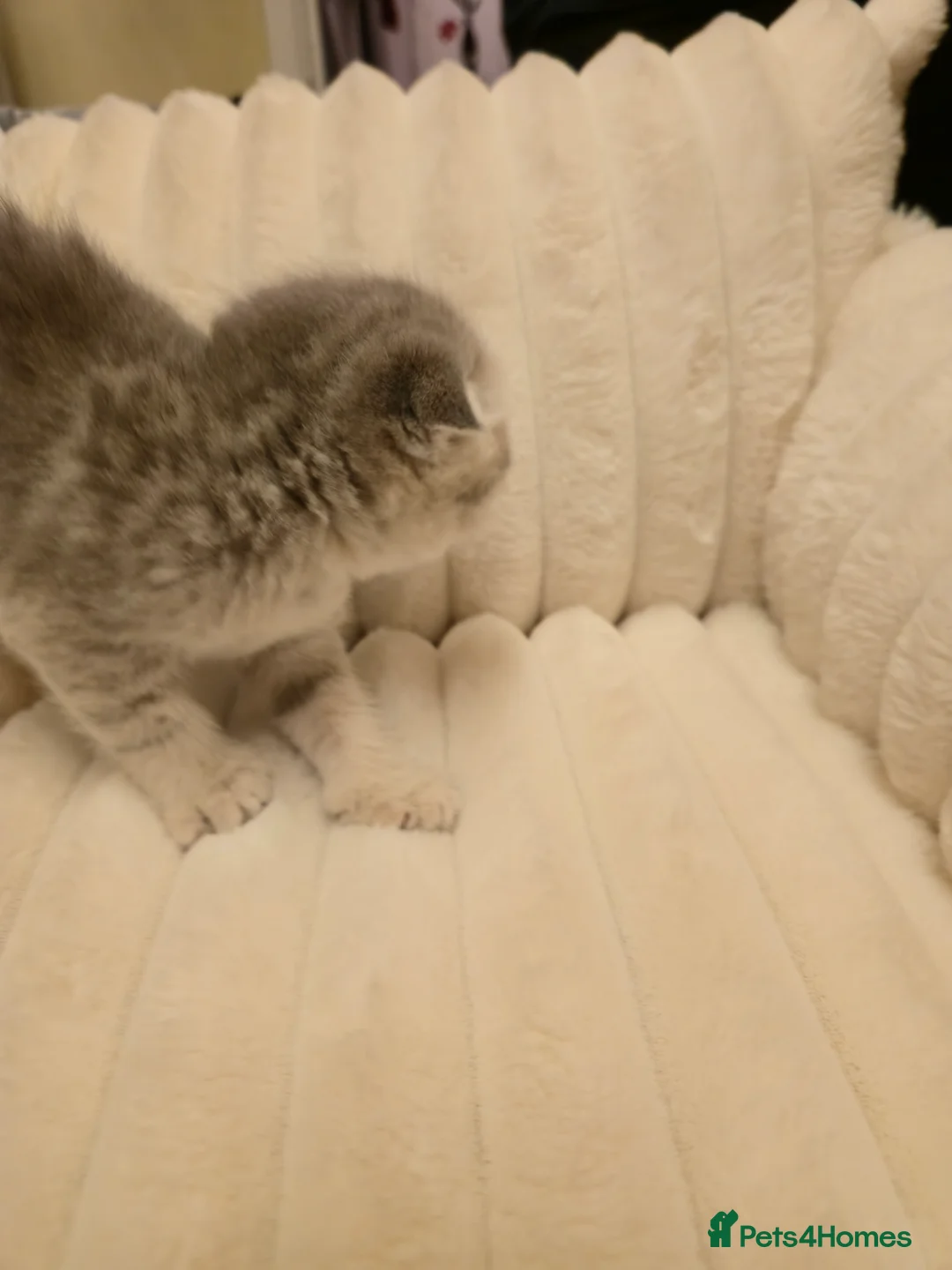 Scottish Fold cats for sale: scottish fold kittens for sale - Advert 16