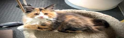 Maine Coon cats for sale: BEAUTIFUL MC KITTENS .  - Advert 9