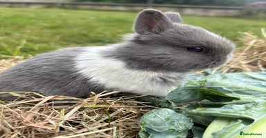 Netherland Dwarf rabbits - Advert 5