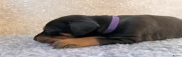 Dobermann dogs for sale: Outstanding Quality Dobermann puppies, KC REG - Advert 17