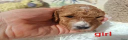 Cockapoo dogs for sale: Cockapoo Puppies PRA Clear! 262 DNA tests clear!KC - Advert 13