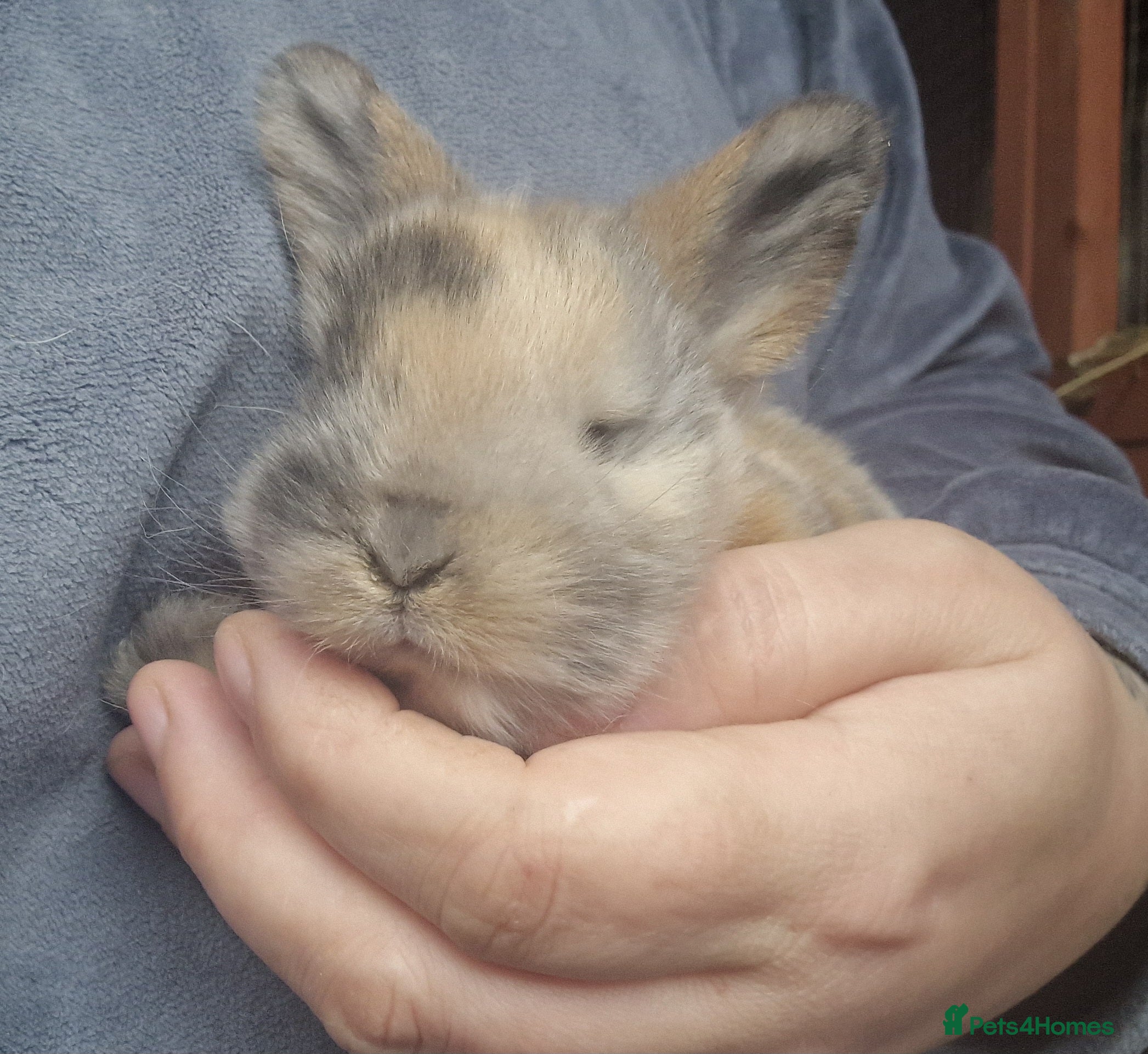 Mini Lop rabbits Mini lops  - Advert 1
