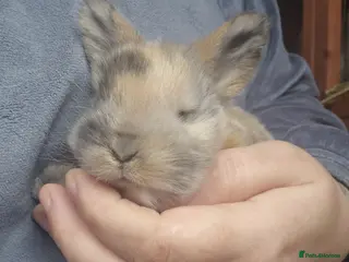 Mini Lop rabbits Mini lops - Advert 2