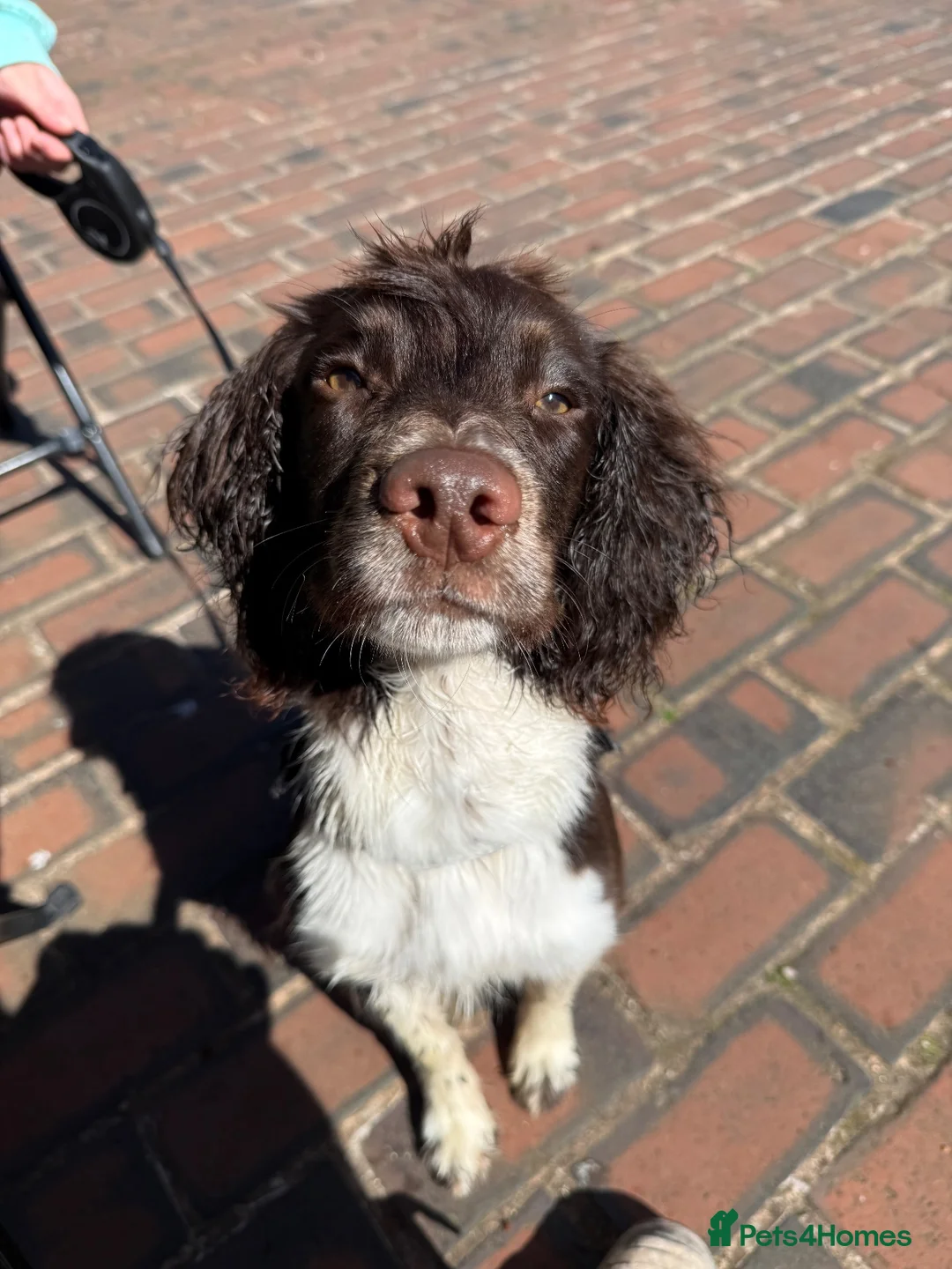 Sprocker dogs for sale: Please re home buddy in Wednesbury - Advert 1
