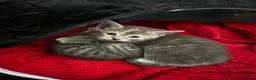 Mixed Breed cats for sale: Kittens for sale - Advert 15