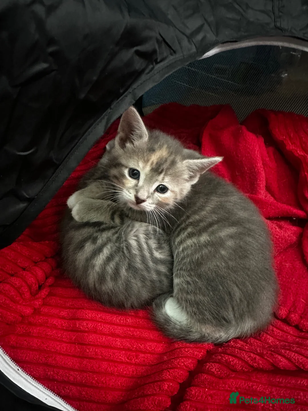 Mixed Breed cats for sale: Kittens for sale - Advert 15
