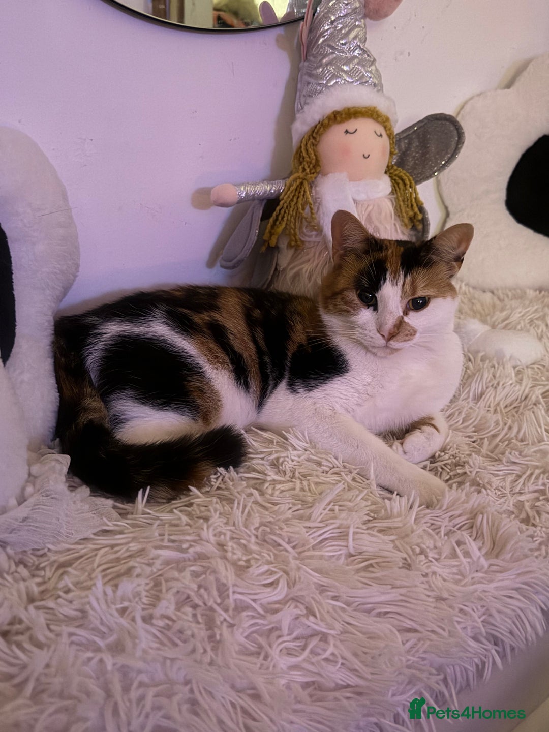 Mixed Breed cats for sale: Beautiful and affectionate 1 year old male - Advert 3