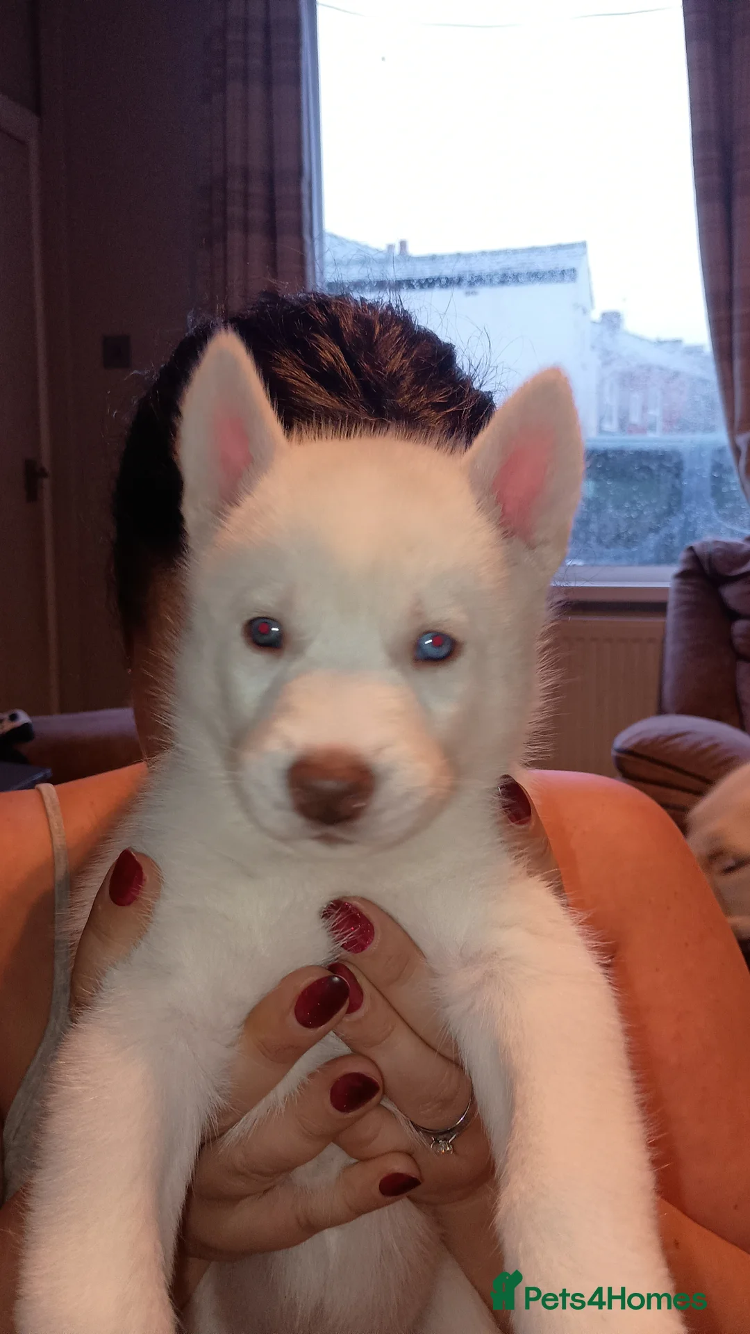 Huskita dogs for sale: 6 huskita puppies  - Advert 4