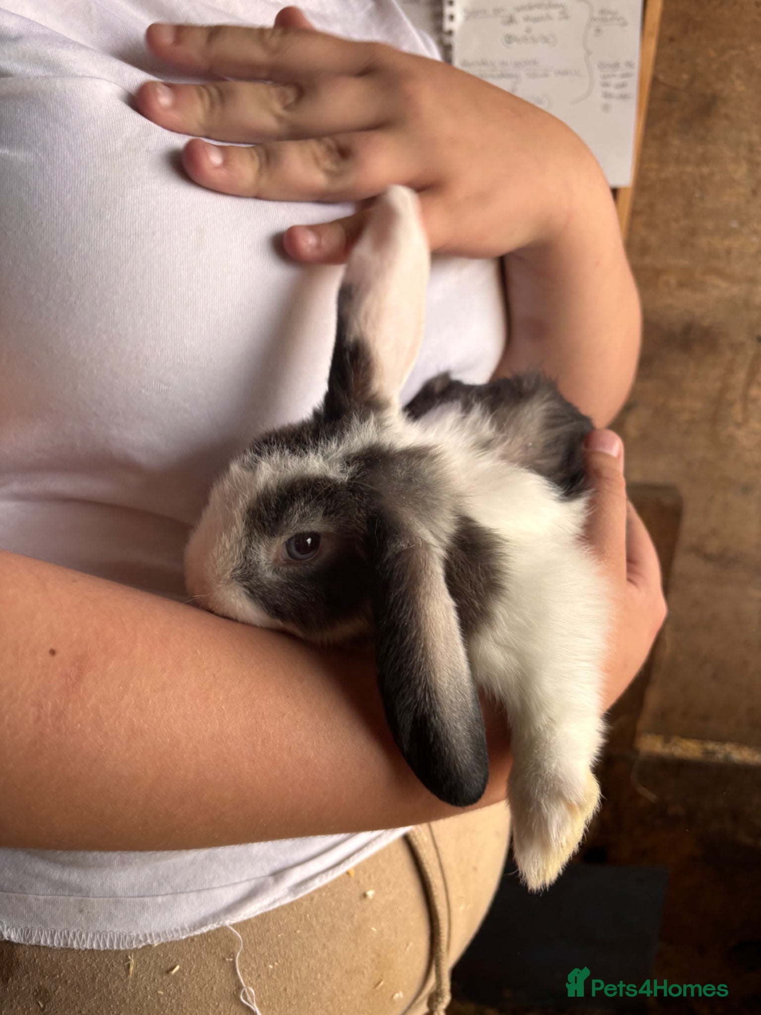 Mini Lop rabbits for sale: 8 beautiful baby’s rabbit  - Advert 31