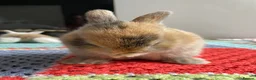 Mixed Breed rabbits for sale: Lion head x Holland lop babies  - Advert 21