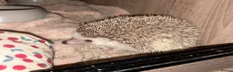 Pygmy Hedgehog rodents for sale: Breeding Pair Pygmy Hedgehogs Emergency Rehoming - Advert 8