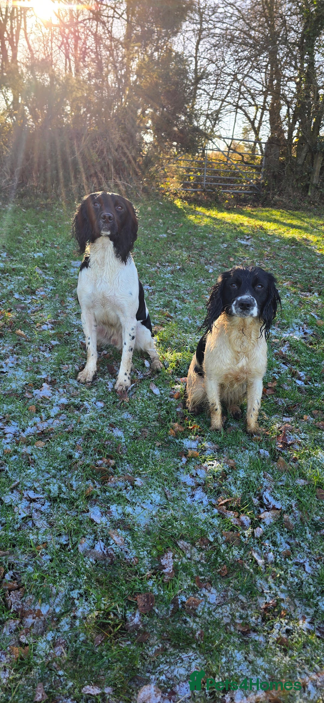 English Springer Spaniel dogs for sale: Part Trained Gun Dog  - Advert 5