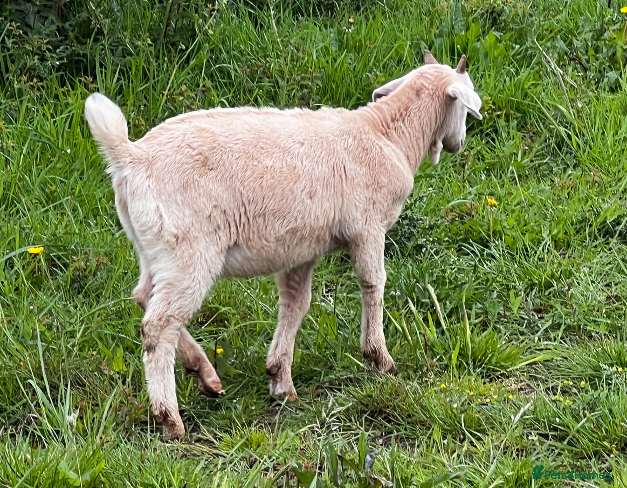 Goats livestock Mixed ages Anglo Nubian/Toggenburg/Boer cross - Advert 2