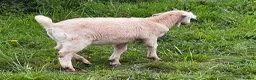 Goats livestock for sale: Mixed ages Anglo Nubian/Toggenburg/Boer cross - Advert 5