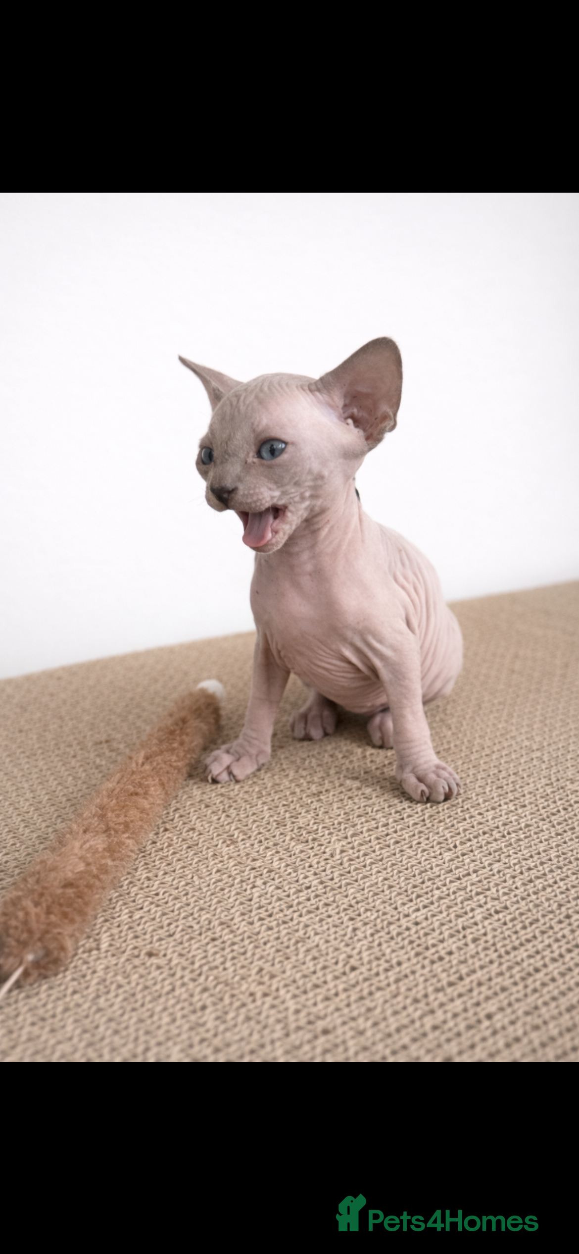 Sphynx cats Sphynx Kittens - European Champion Bloodlines - Advert 12