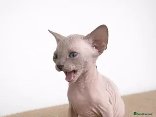Sphynx cats Sphynx Kittens - European Champion Bloodlines - Advert 12