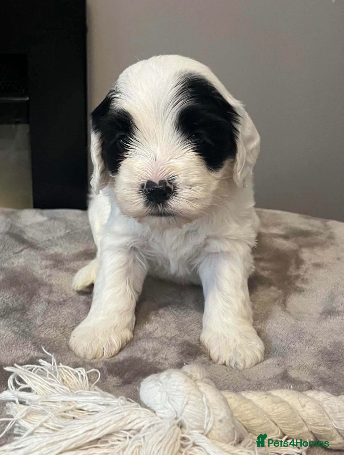 Sheepadoodle dogs Miniature Sheepadoodles - Advert 16