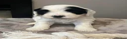 Sheepadoodle dogs for sale: Miniature Sheepadoodles - Advert 28