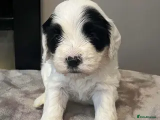 Sheepadoodle dogs Miniature Sheepadoodles - Advert 16