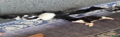 Domestic Shorthair 6