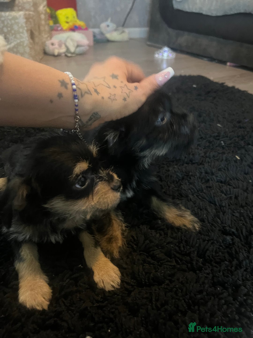 Mixed Breed dogs for sale: Jackapoo frenchy - Advert 5