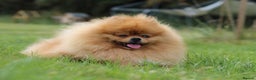 Pomeranian dogs for stud: 🇬🇧 THE LOVE OF PABLO🇬🇧 in London - Advert 1