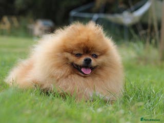 Pomeranian dogs 🇬🇧 THE LOVE OF PABLO🇬🇧 in London - Advert 4