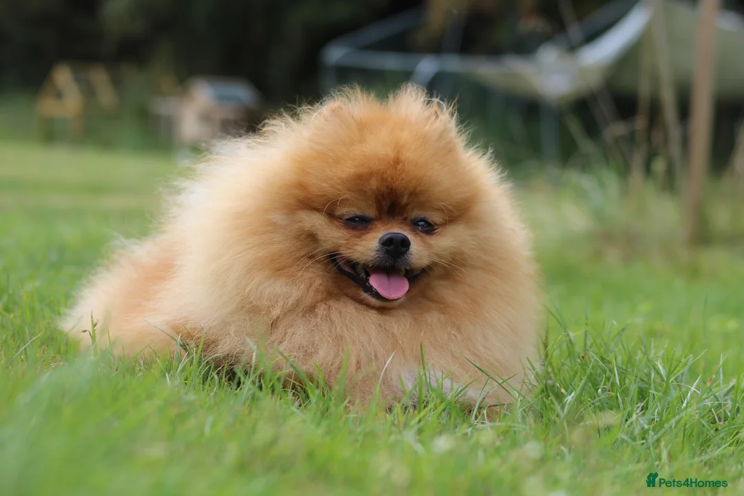 Pomeranian dogs for stud: 🇬🇧 THE LOVE OF PABLO🇬🇧 in London - Advert 1