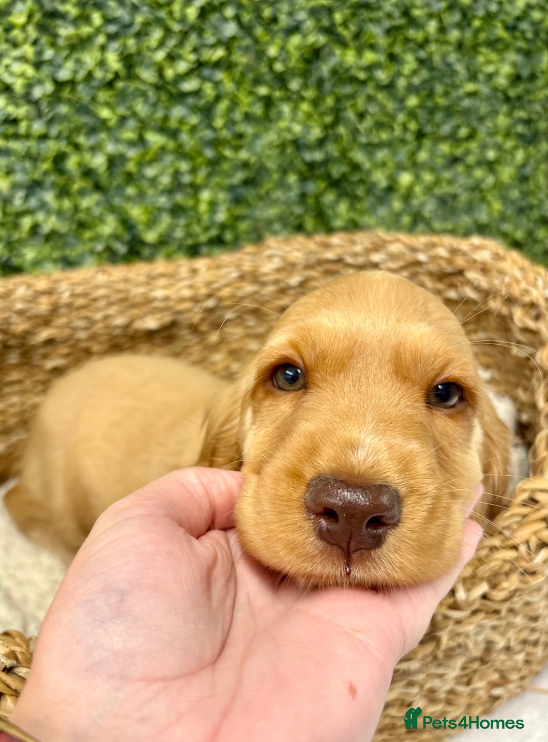 Cocker Spaniel dogs for sale: 🧡READY TO LEAVE Cocker Spaniel Puppies For Sale - Image 11