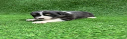 Australian Shepherd dogs for sale: Australian Shepherd Puppies  - Advert 7